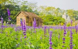 Cánh đồng hoa ngoại tím biếc giữa lòng Hà Nội